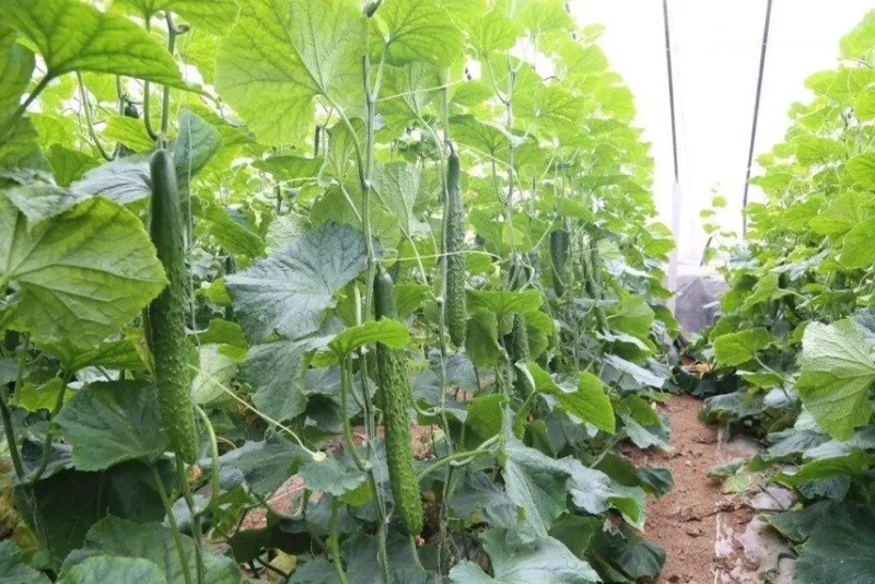 精品密刺黄瓜产地直供，鲜花干花带刺条直，绿油亮黑油亮