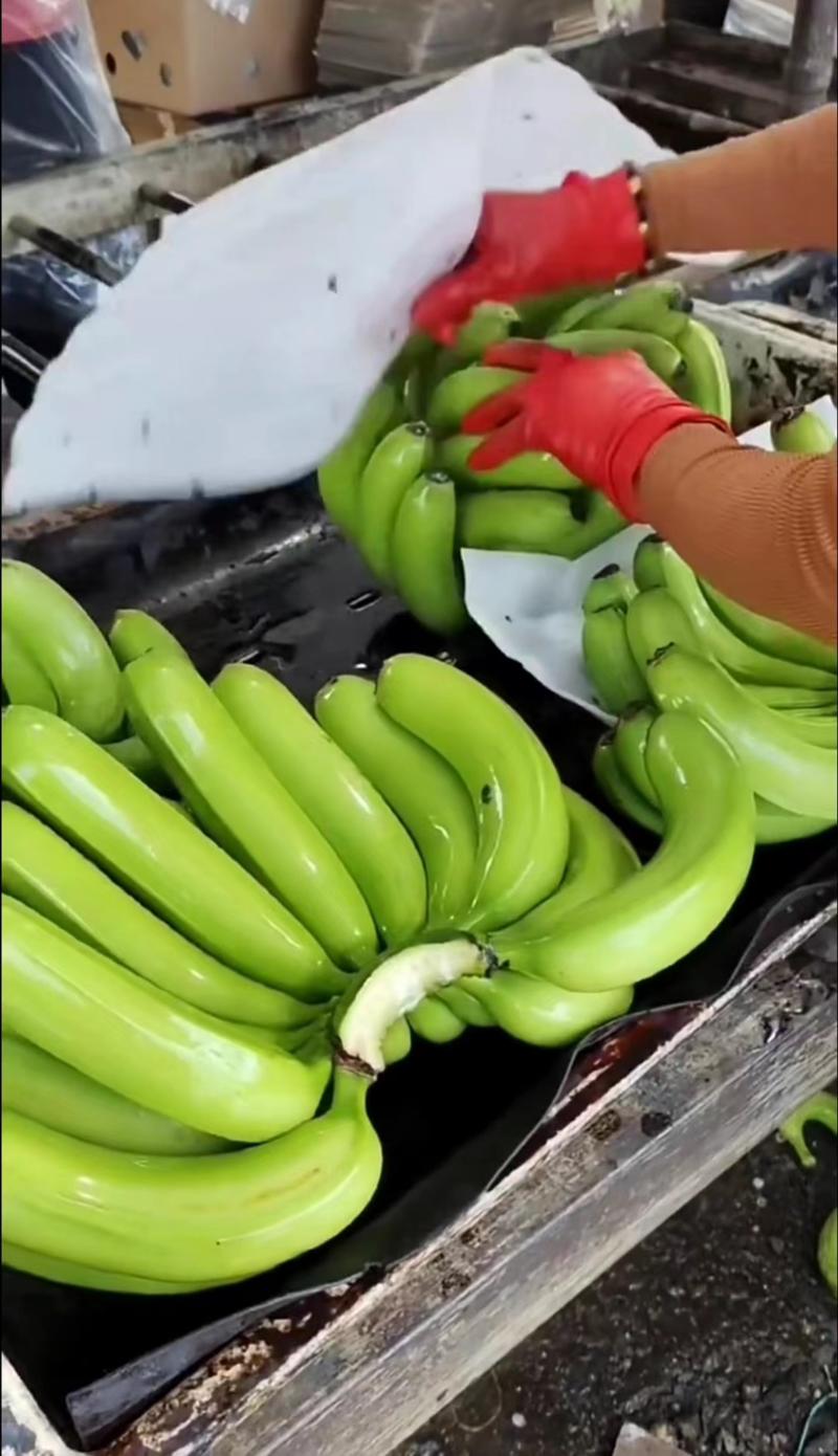 香蕉，精品香蕉，云南香蕉，对接全国市场商超