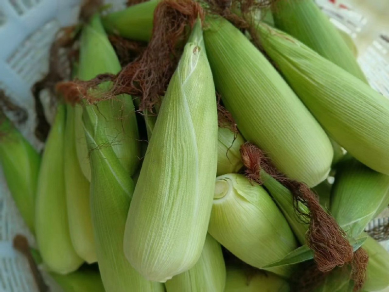 东台白花糯粘玉米质优价廉一手货源全国发货欢迎来电