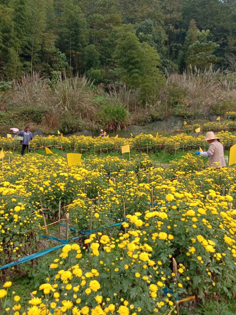 菊花茶黄菊花明月山明皇菊对接电商商超团购欢迎致电