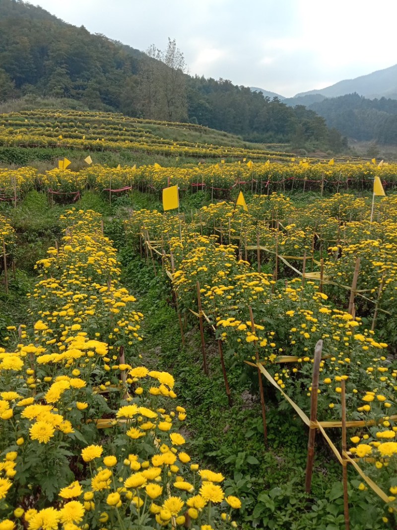 菊花茶黄菊花明月山明皇菊对接电商商超团购欢迎致电