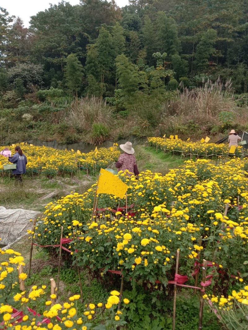 菊花茶黄菊花明月山明皇菊对接电商商超团购欢迎致电