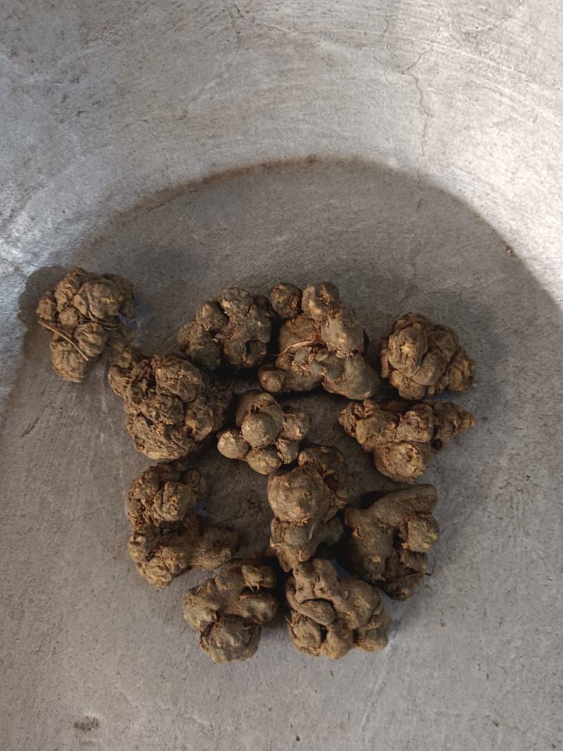 夏天无，无硫，水洗货产地一手货源实拍现货，24小时内发货