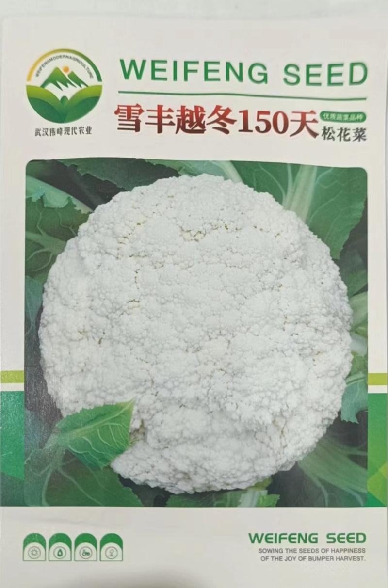 雪丰越冬150天松花菜种子