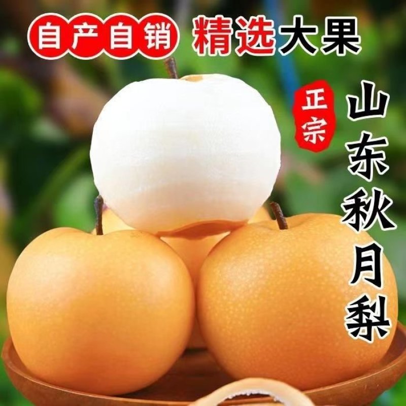 秋月梨产地一手货源欢迎老板考察电话咨询，可以视频看