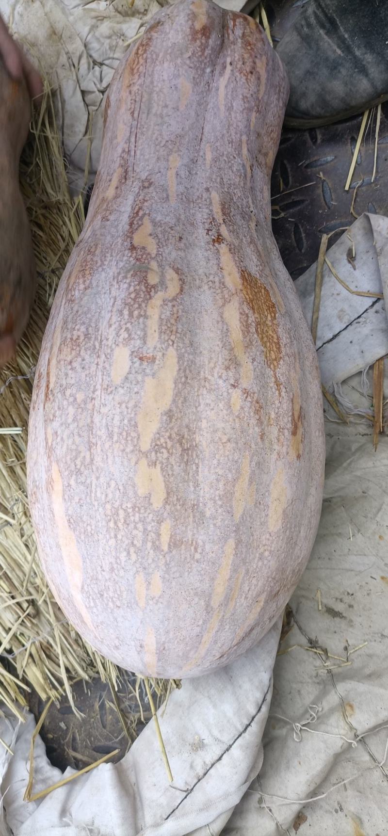 密本南瓜