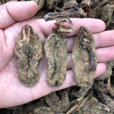云南昭通天麻昭通野天麻小草坝天麻不满意包退换
