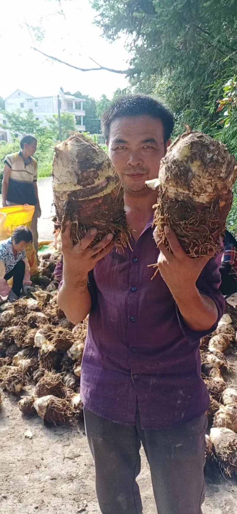 福建槟榔芋产地直发对接全国批发量大一手货源欢迎来电