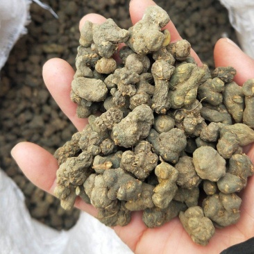 夏天无，无硫，水洗货产地一手货源实拍现货，24小时内发货
