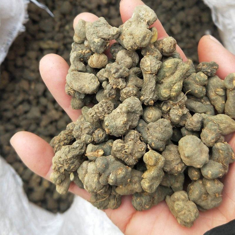 夏天无，无硫，水洗货产地一手货源实拍现货，24小时内发货