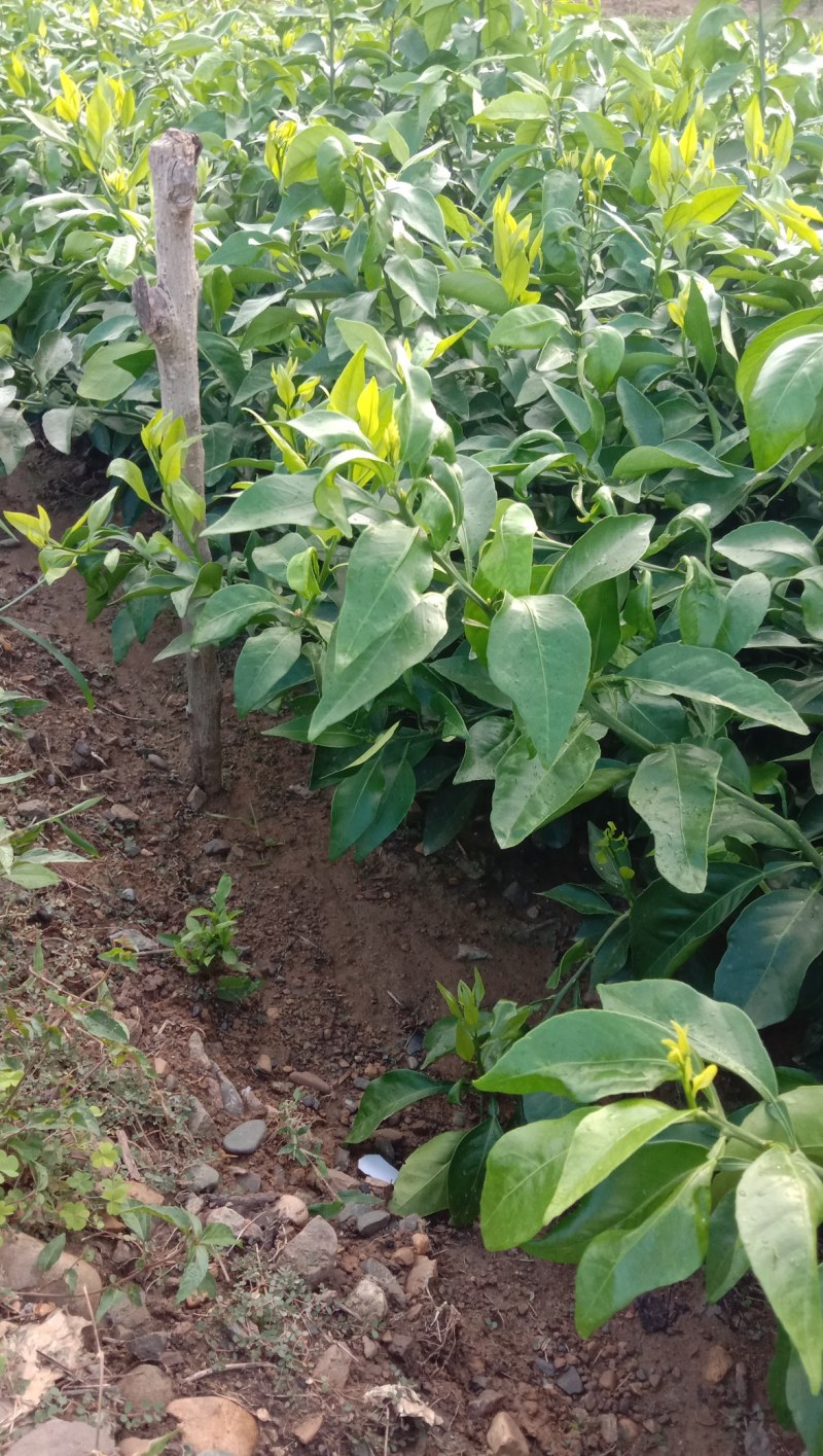 爱媛橙苗易活价格实惠量大从优，支持视频看货实地考察