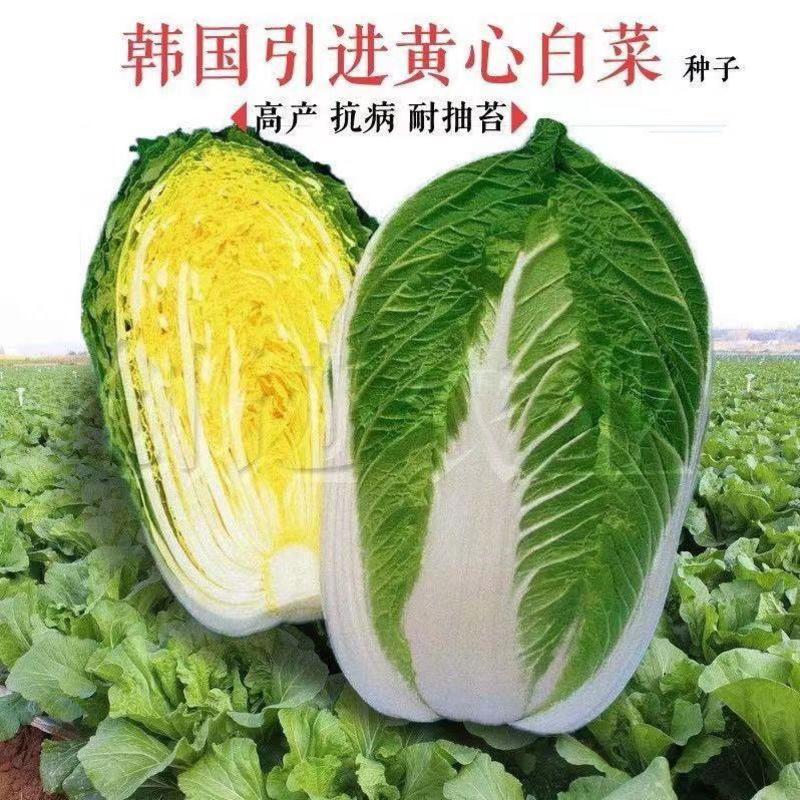 CR东圣6号黄心白菜种子