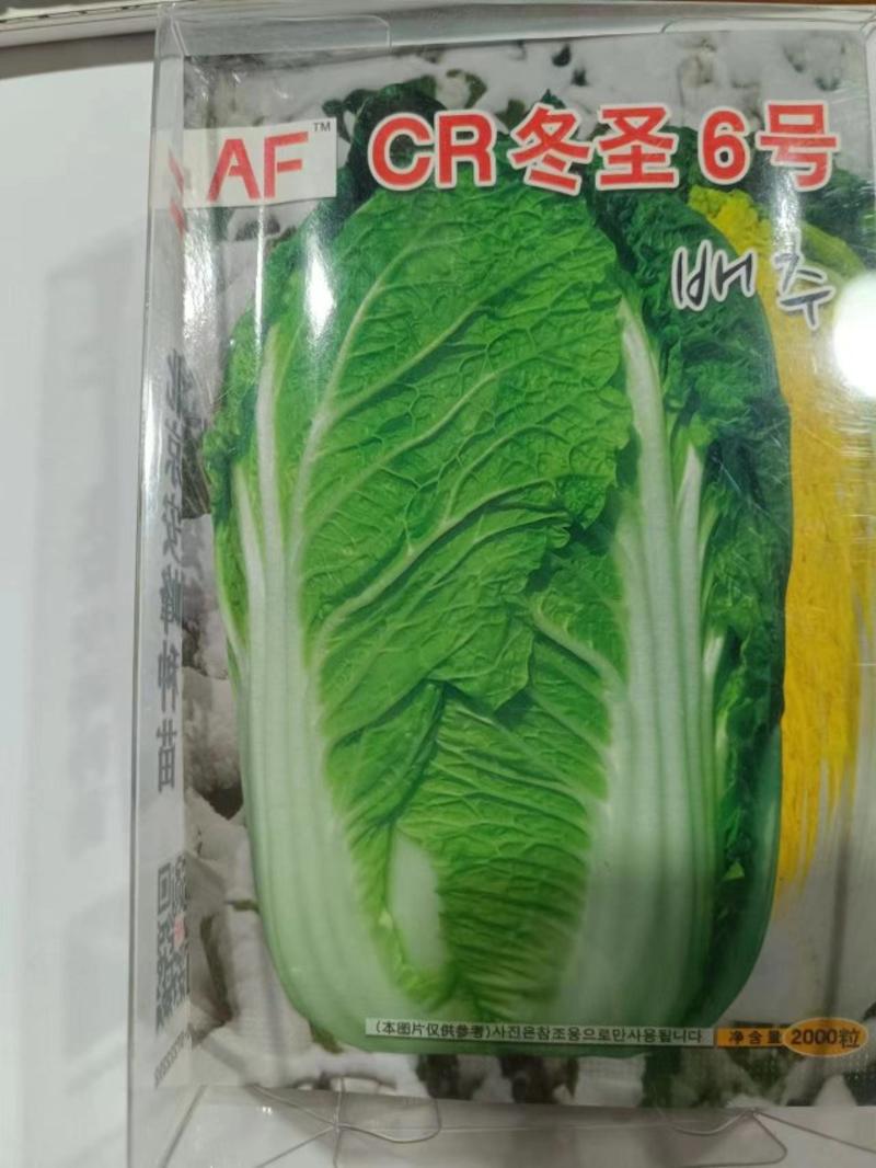 CR东圣6号黄心白菜种子