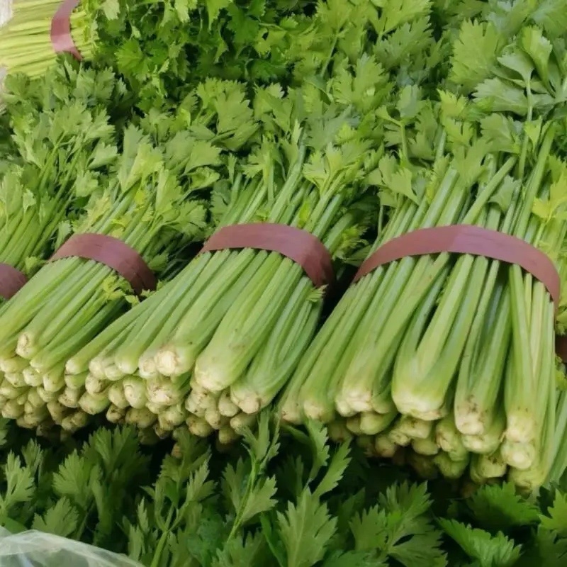 【精选】优质大棚西芹65cm以上山东芹菜一手货源现货