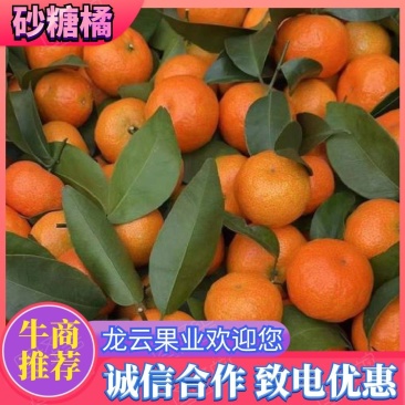 沙糖桔，市场果电商果，现在大量上市沙糖桔，广东茂名电白