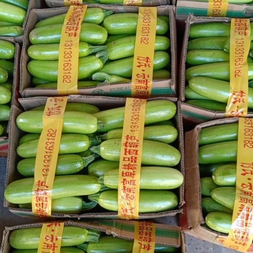 山西长子县西葫芦，绿皮西葫芦，新鲜现摘品质保证，量大从优