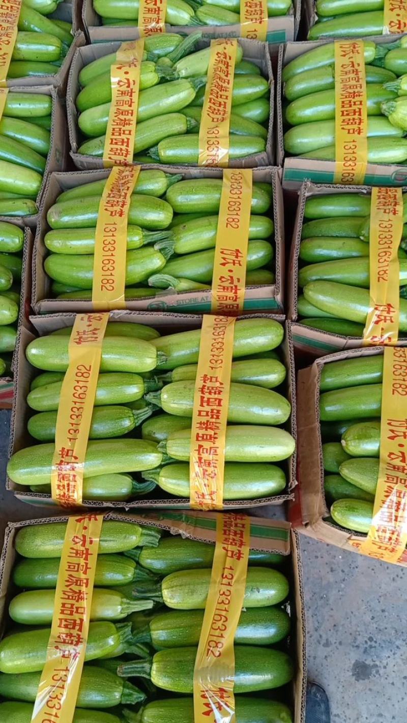 山西长子县西葫芦，绿皮西葫芦，新鲜现摘品质保证，量大从优