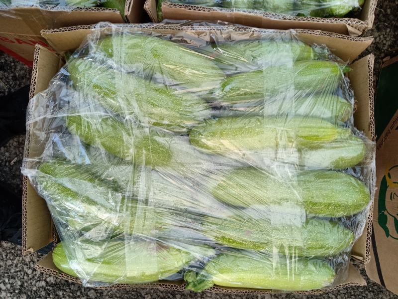 山西长子县西葫芦，绿皮西葫芦，新鲜现摘品质保证，量大从优
