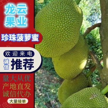 小珍珠无胶菠萝蜜，产地直供；一手货源，6-15斤每个，