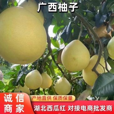 正宗容县蜜柚红心蜜柚自产自销可一件代发