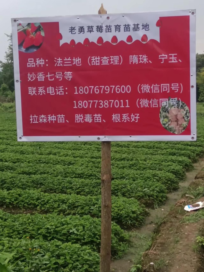 广西桂林兴安老勇草莓苗育苗基地品种：法兰地妙七随珠等