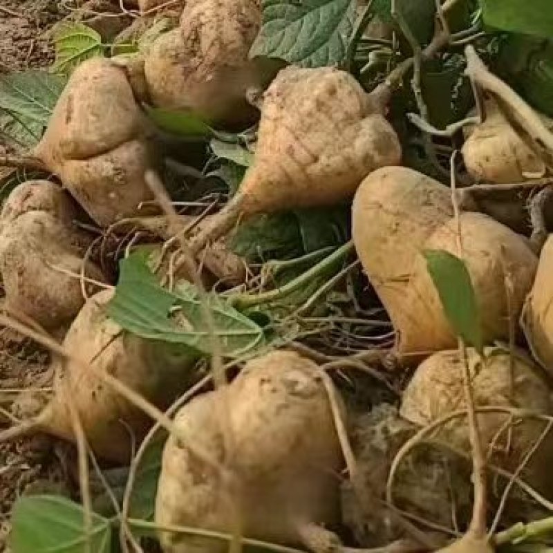 湖北精品凉薯产地直发货大从优价格可谈欢迎咨询