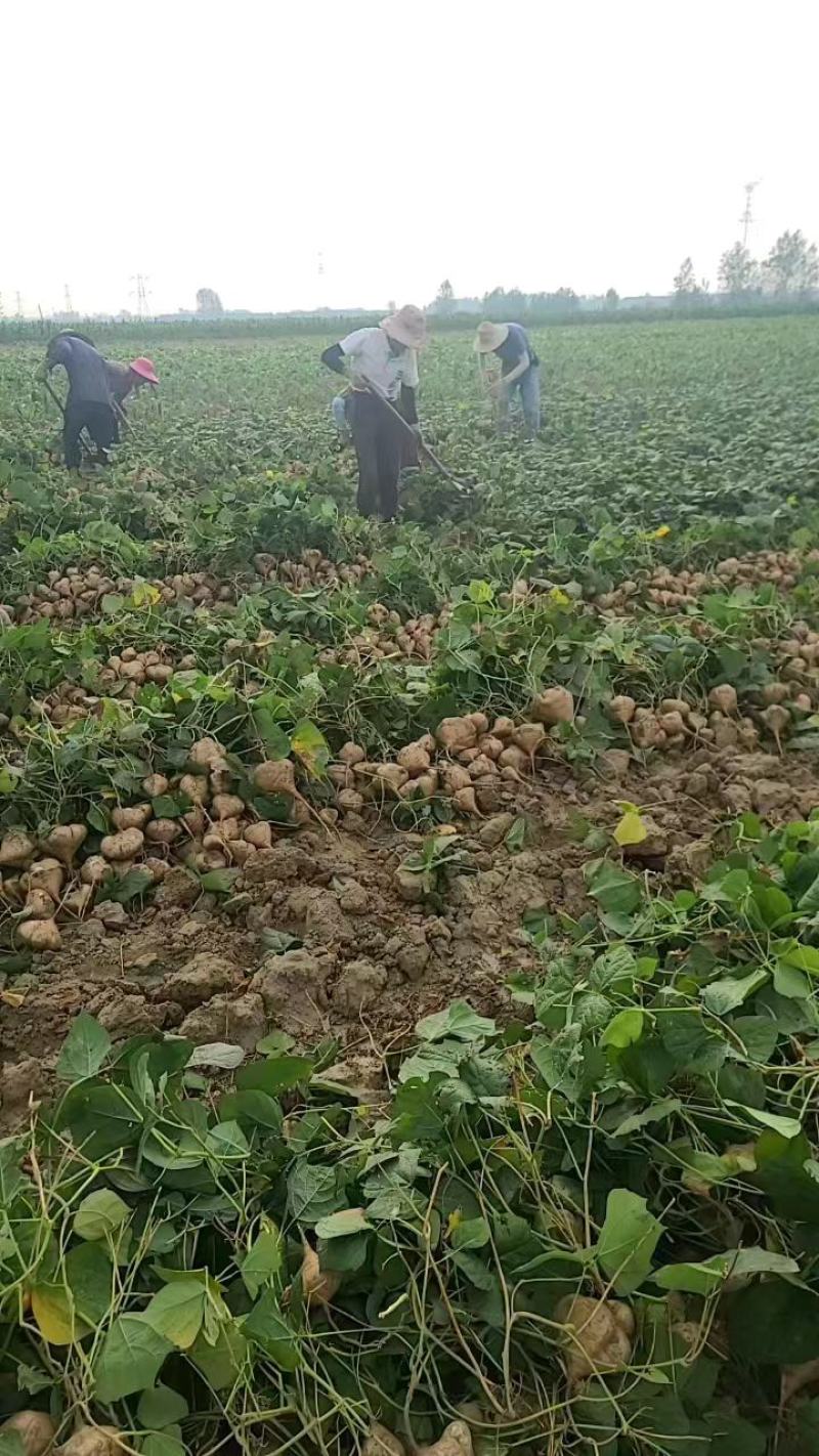 湖北精品凉薯产地直发货大从优价格可谈欢迎咨询