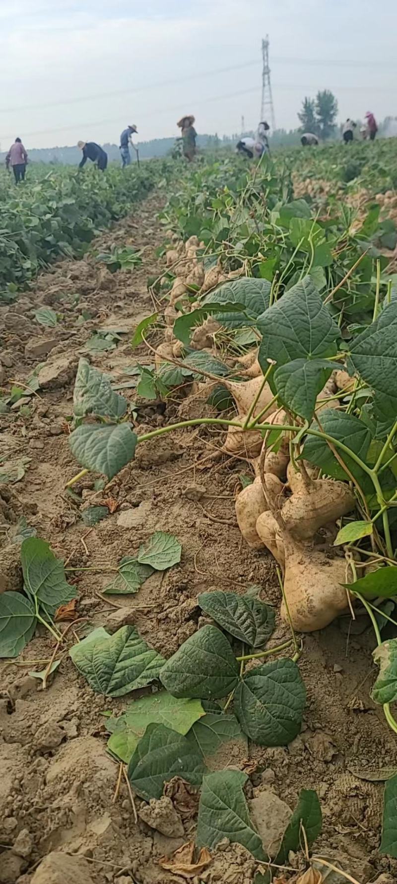 湖北精品凉薯产地直发货大从优价格可谈欢迎咨询