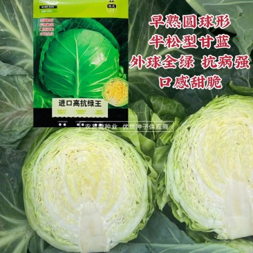 进口高抗绿王甘蓝种子早熟半松甘蓝菜种子口感甜脆圆包菜种子