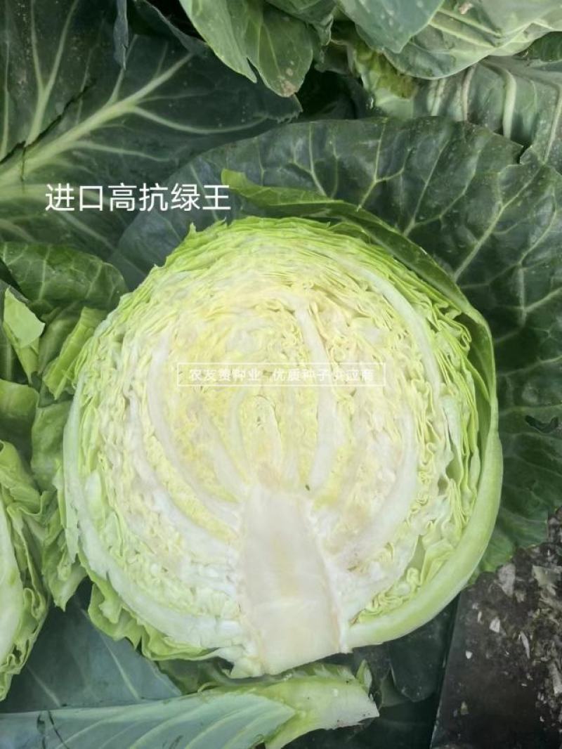 进口高抗绿王甘蓝种子早熟半松甘蓝菜种子口感甜脆圆包菜种子