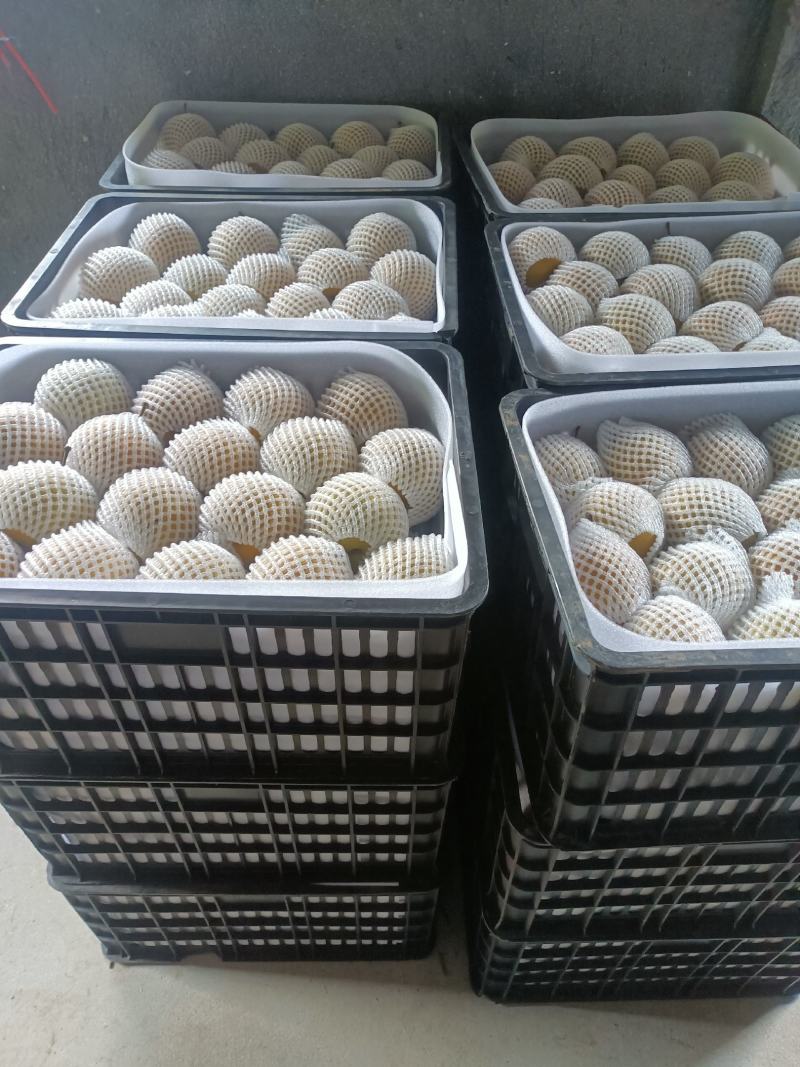 金秋梨