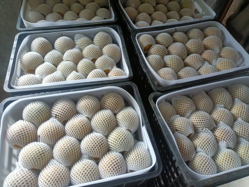 金秋梨