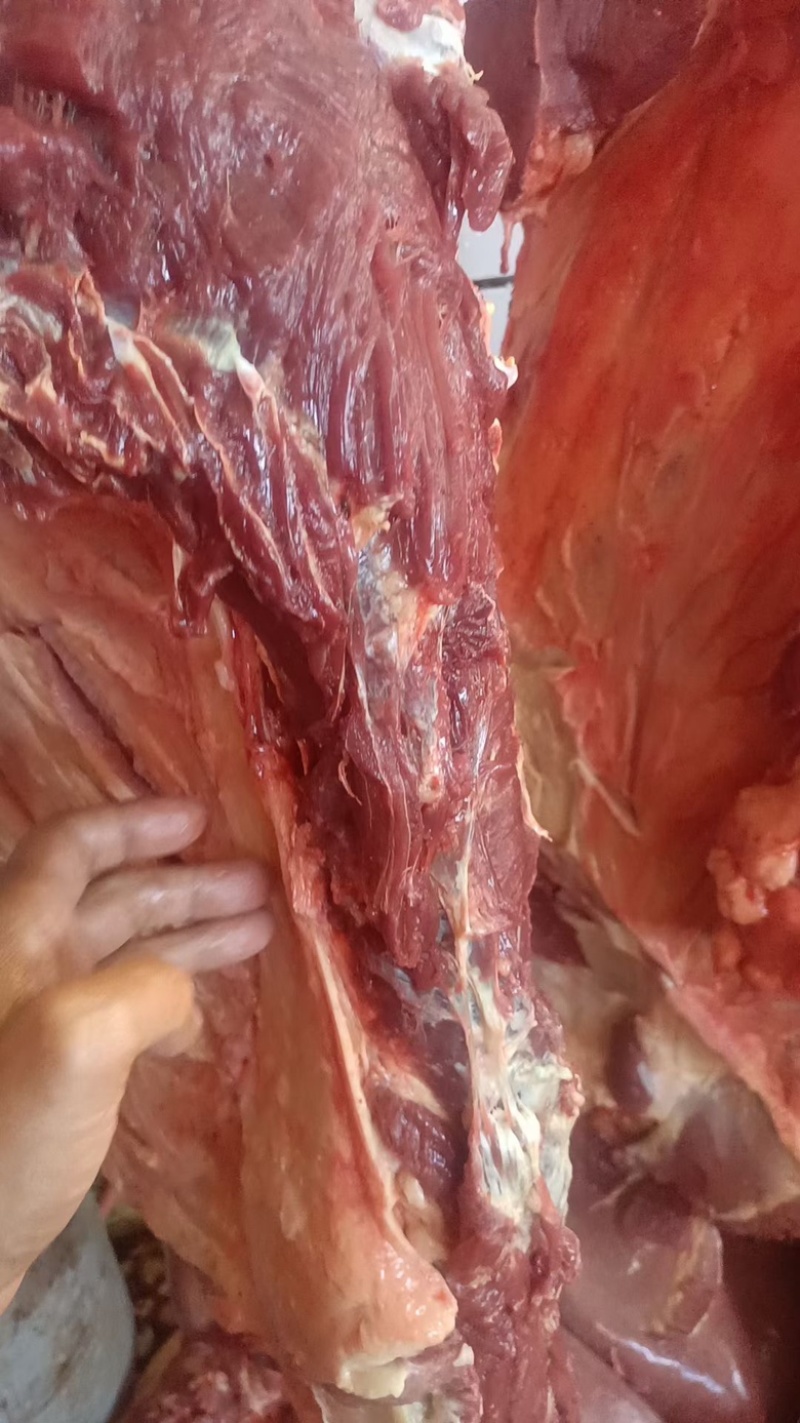 驴肉
