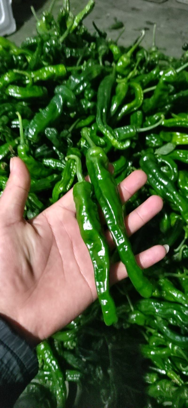 大黑皱皮辣椒万亩产地特辣