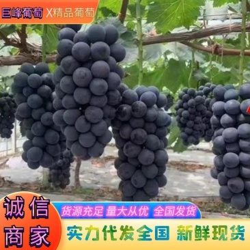 巨峰葡萄,新鲜现货葡萄,销售全国各地市场,欢迎新朋友联系