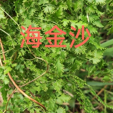 江西深山海金沙滕