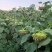 甘肃华池县出售鲜向日葵盘
