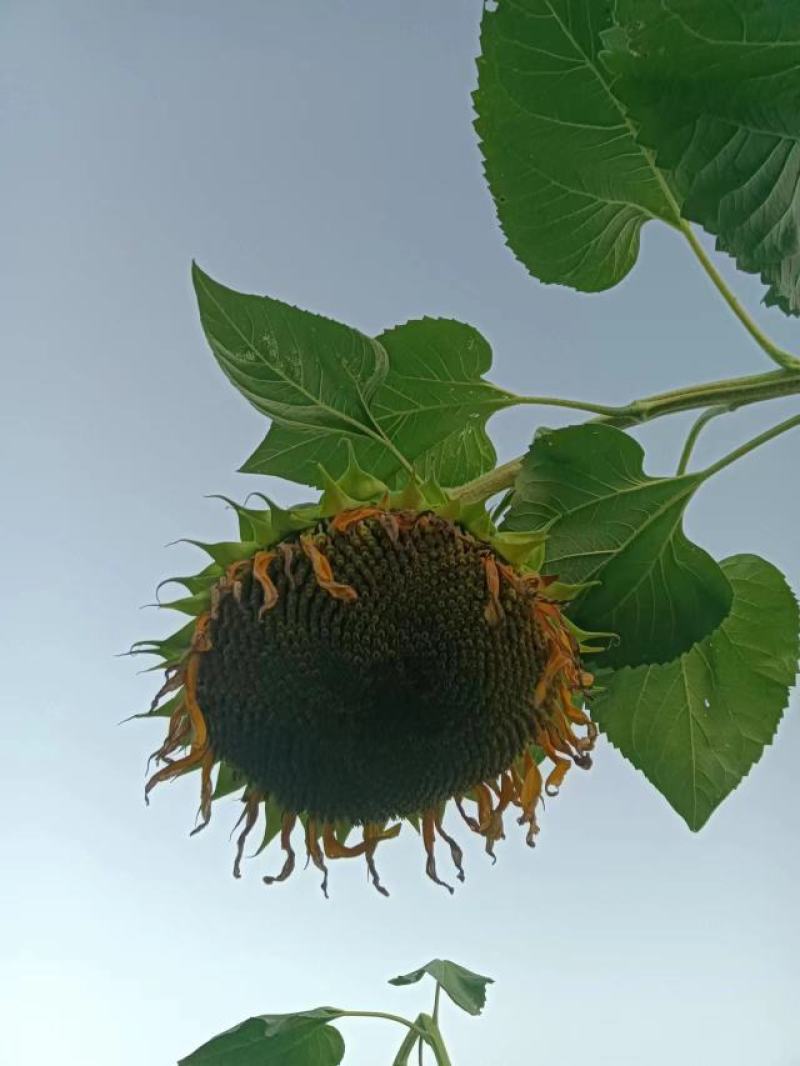 甘肃华池县出售鲜向日葵盘
