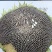 甘肃华池县出售鲜向日葵盘