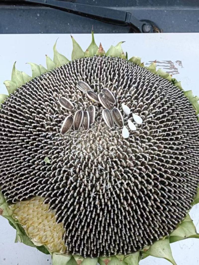 甘肃华池县出售鲜向日葵盘