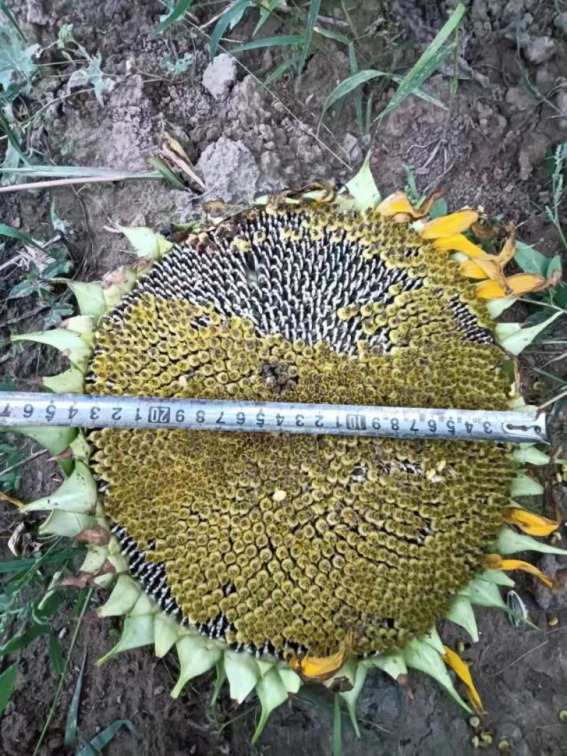 甘肃华池县出售鲜向日葵盘
