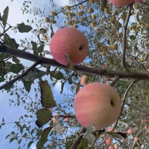 白水红富士🍎大量上市喽。需要的朋友私信我。