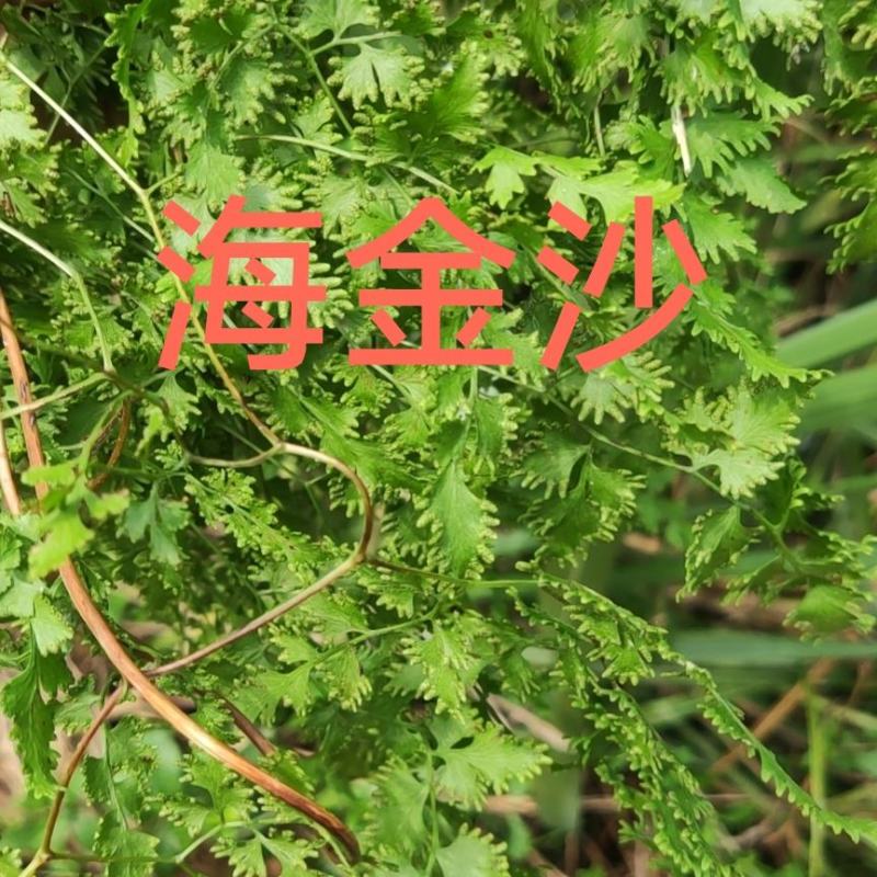 江西深山海金沙