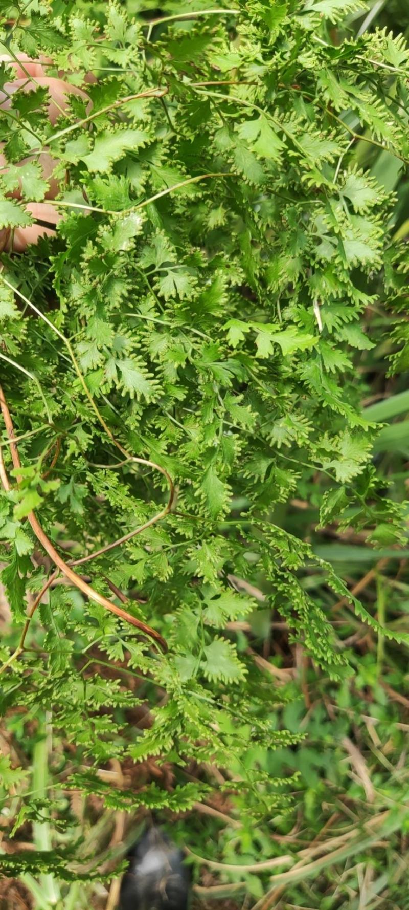 江西深山海金沙