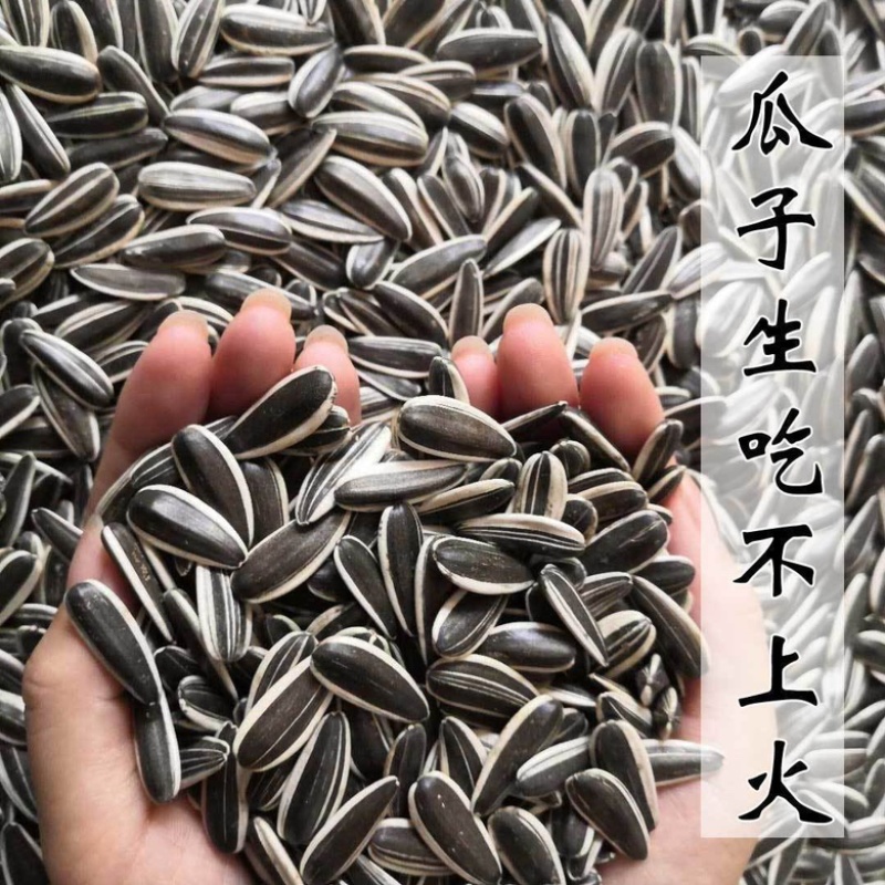 363原味大瓜子大量上市产地直发一手货源可来电咨询订购