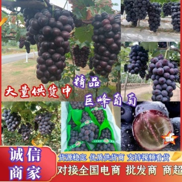 精品巨峰葡萄，大颗粒高糖度，量大从优品质保证可供商超