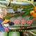 广西桂林恭城柿子基地供应脆柿子保质保量产地一条龙服务电联