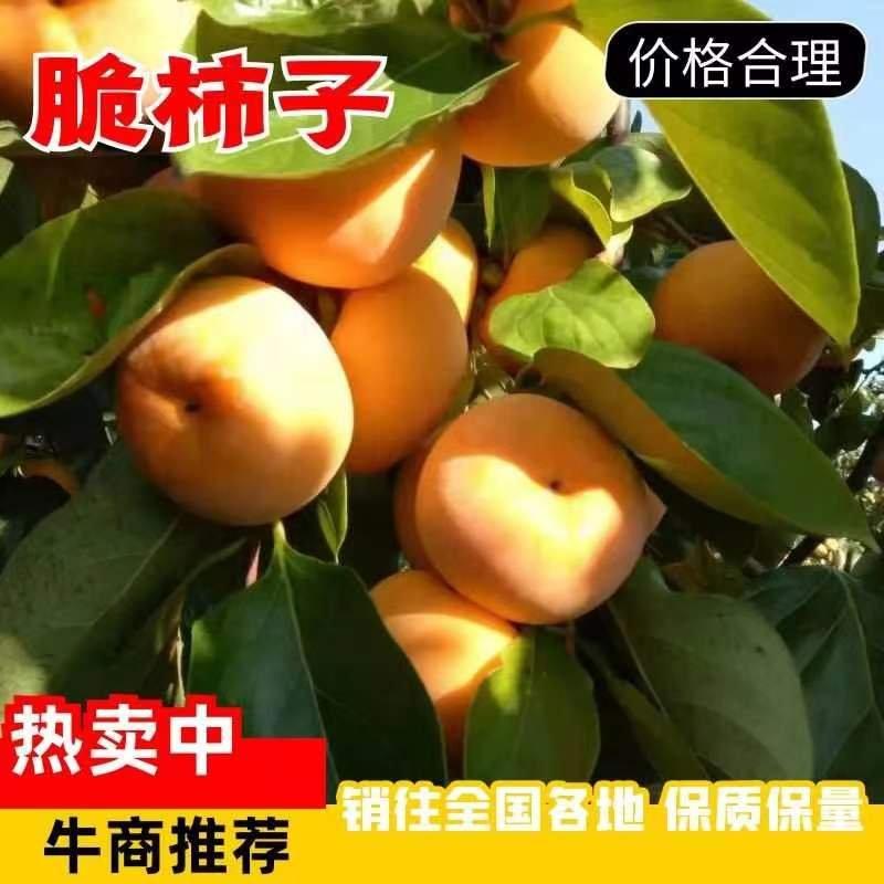 广西桂林恭城柿子基地供应脆柿子保质保量产地一条龙服务电联