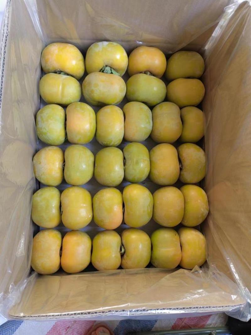【脆柿子】广西本地万亩基地大量供应脆柿一手货源专业代发电联