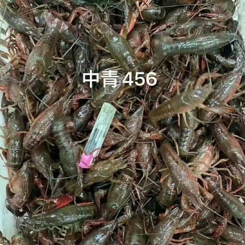 潜江清水鲜活小龙虾全部规格齐全全国均可发货可视频看货